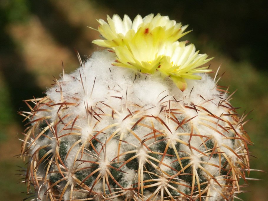 Glandulicactus mathssonii