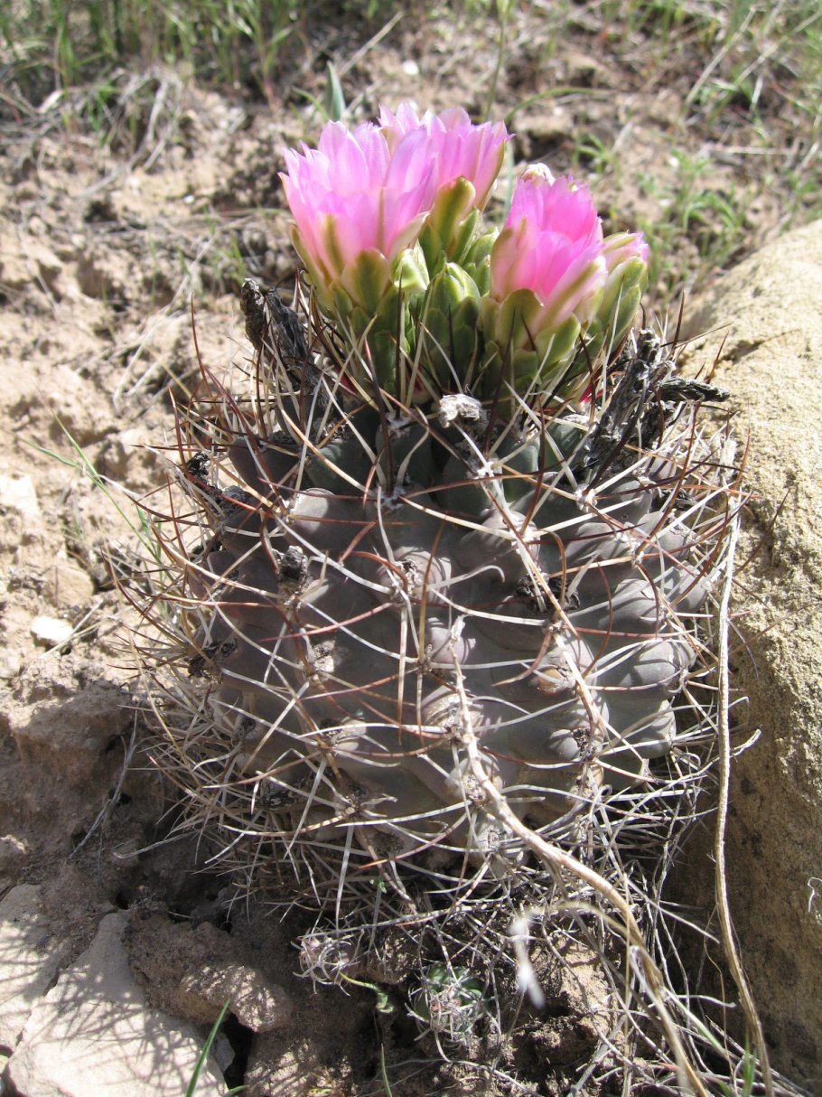 Euphorbia Caput-Medusae