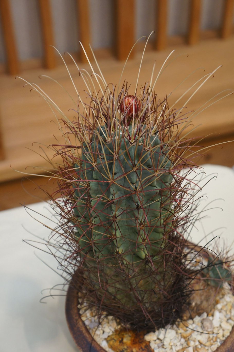 Sclerocactus Glaucus