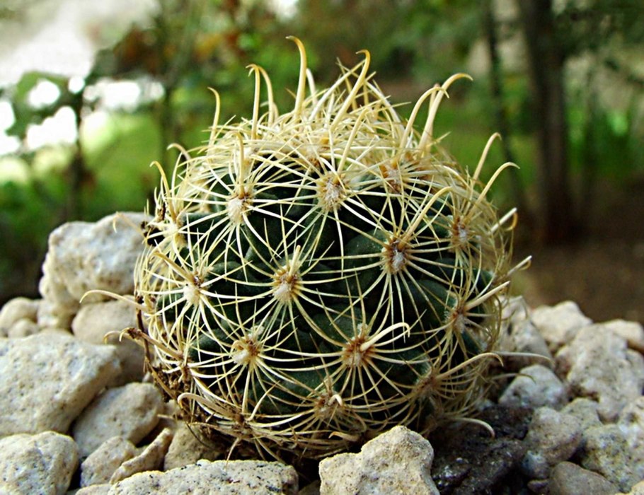 Glandulicactus crassihamatus
