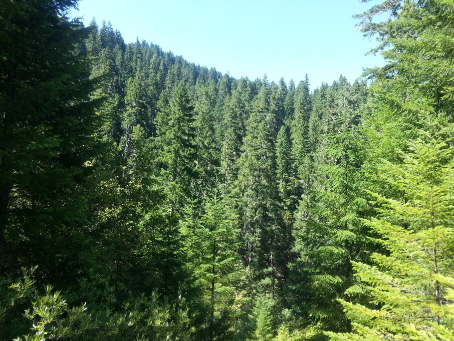 Еловый темный лес Угра