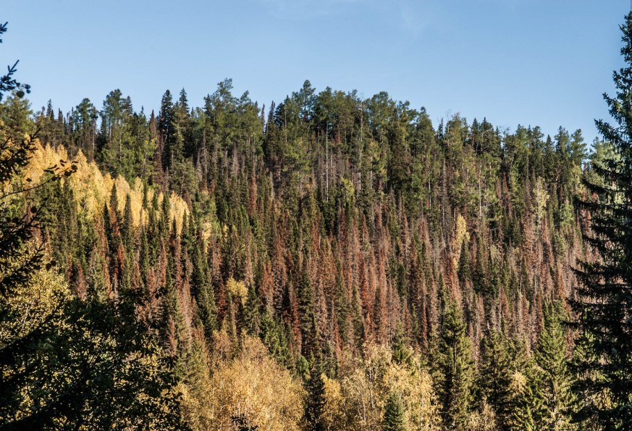 Сибирская тайга темнохвойная