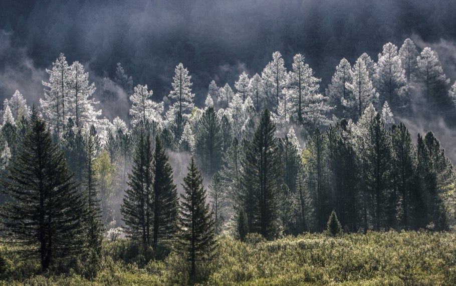 Широколиственный лес крона