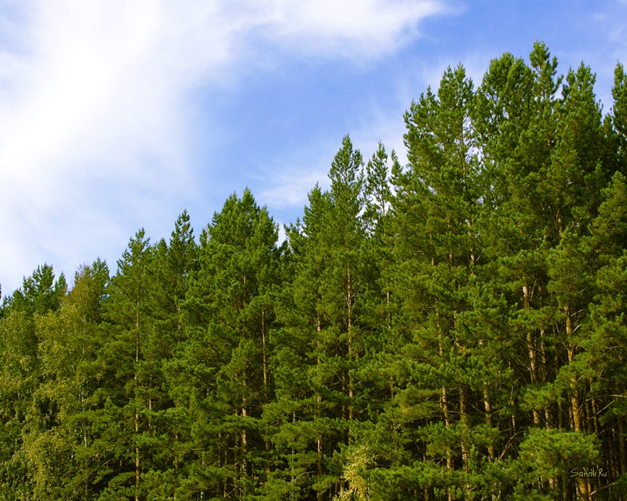 Хвойный лес Беларусь