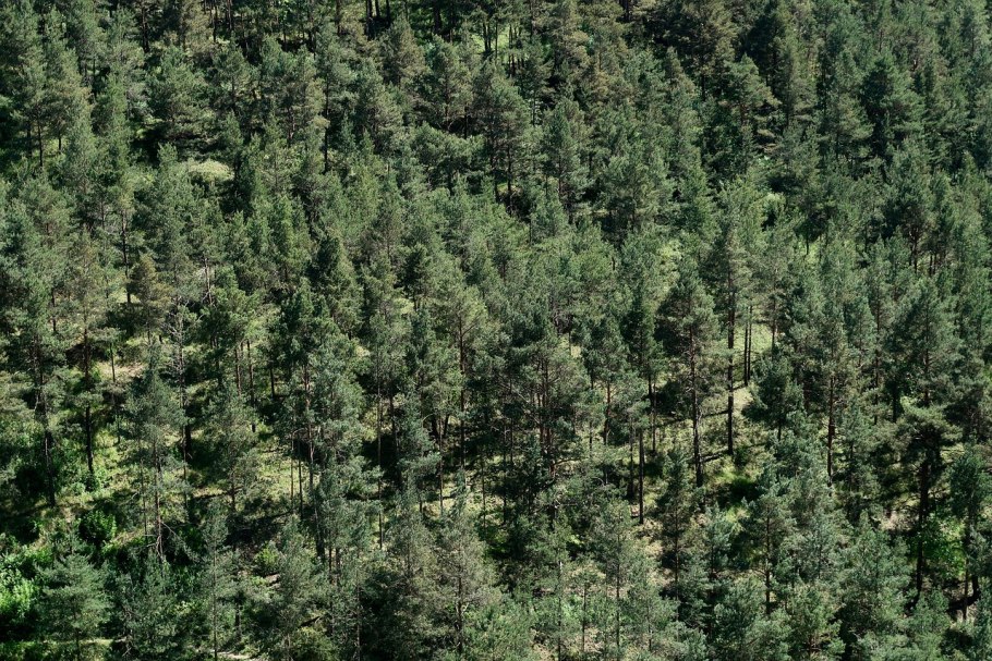 Тайга (хвойные леса) в Питере