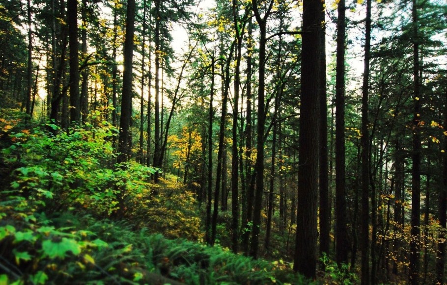 Сибирская Тайга темнохвойная