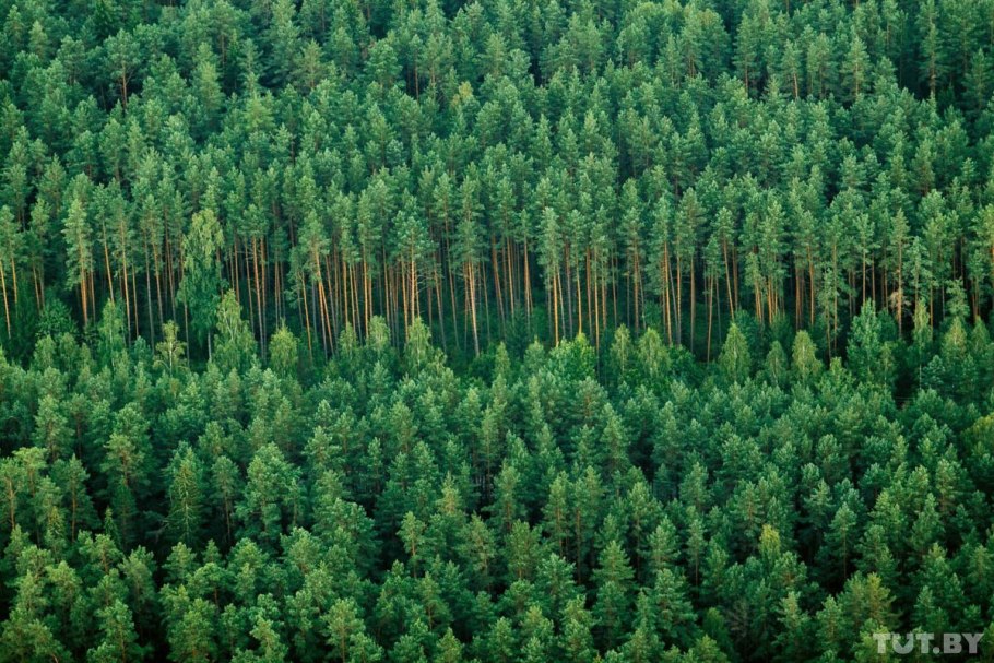 Белоруссия Лесной массив еловый