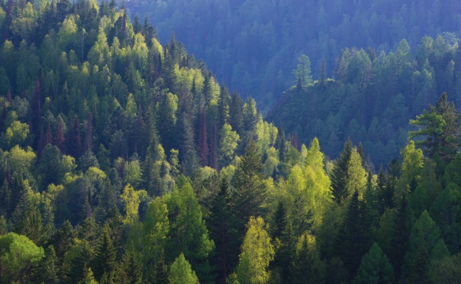 Красноярск лес Тайга