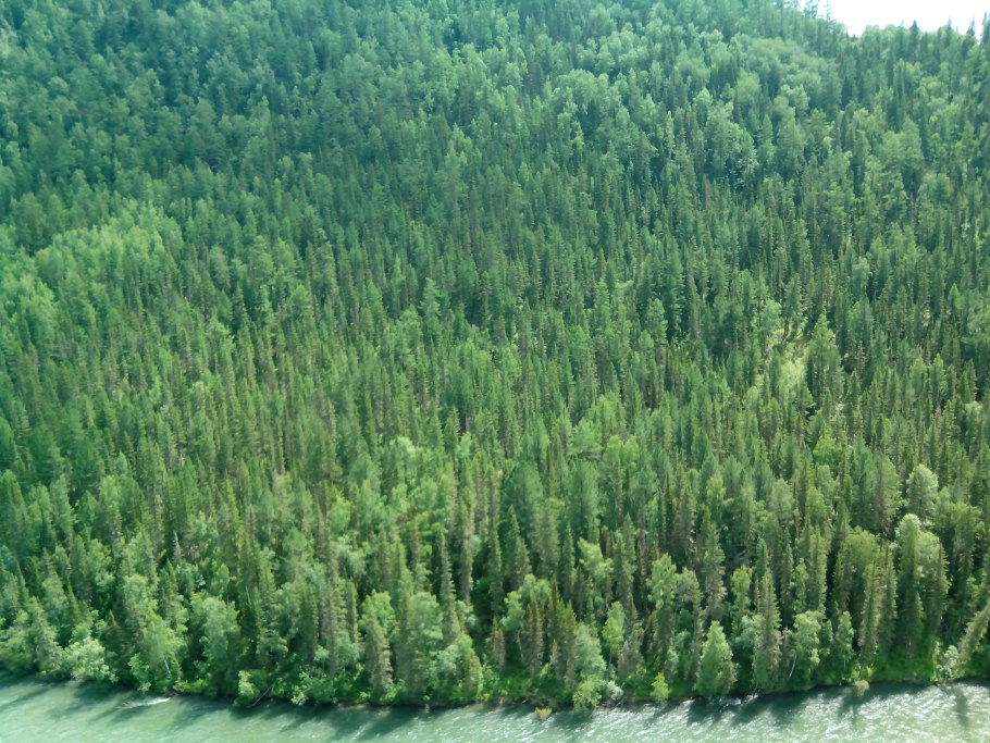 Ель и лиственница