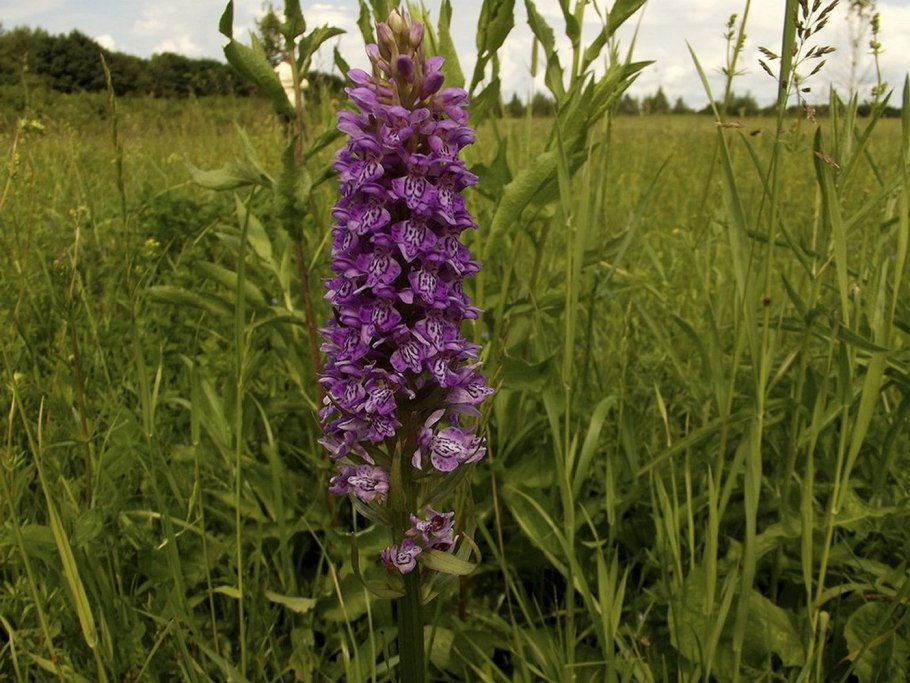 Ятрышник пятнистый