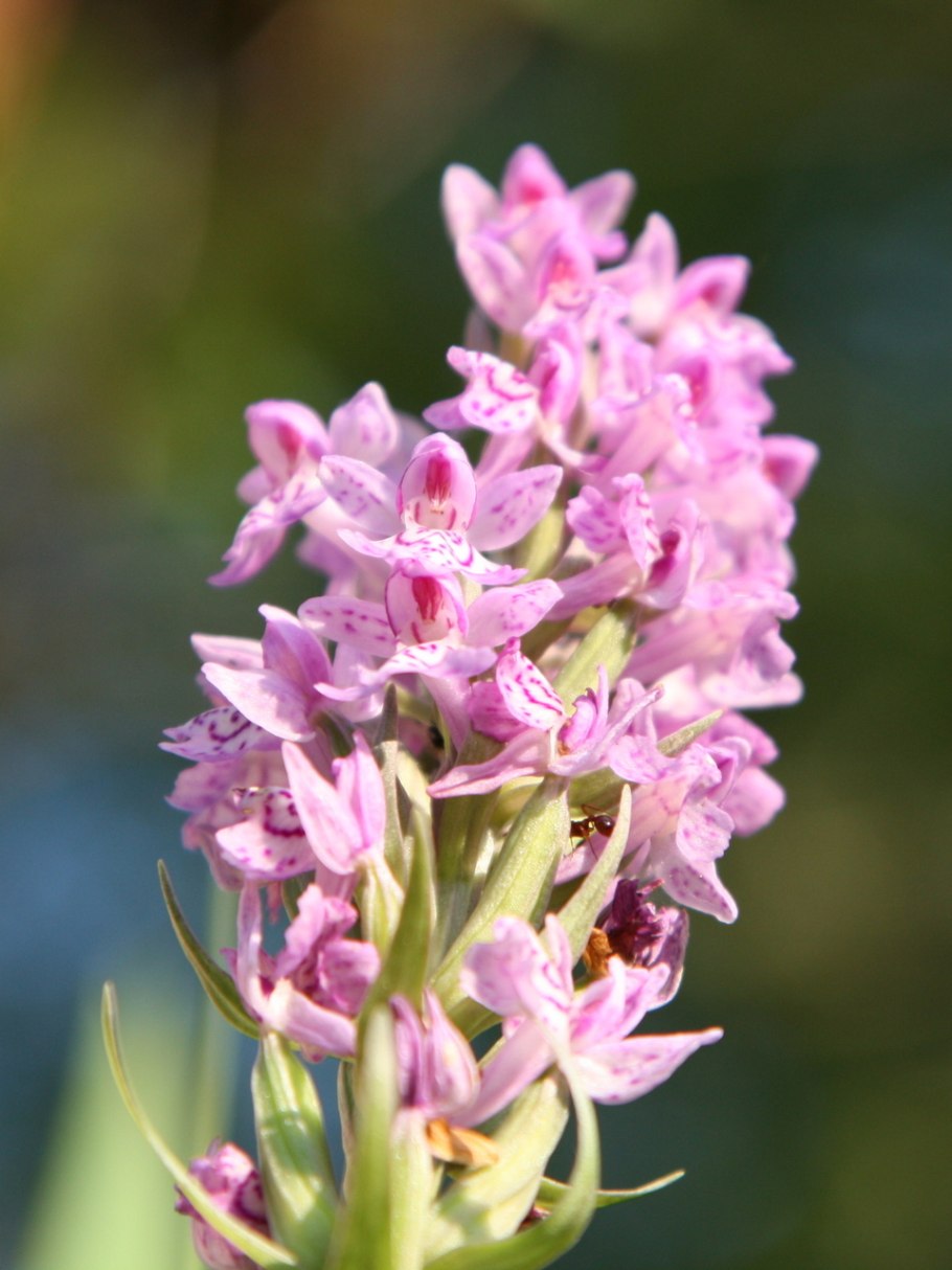 Ятрышник соцветие