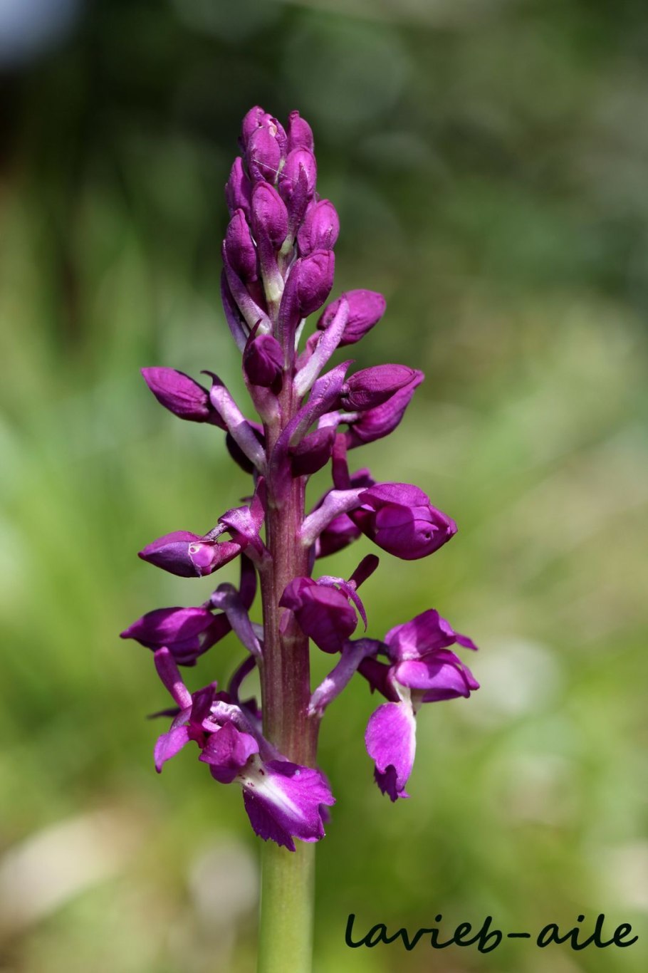 Orchis monatsschrift der deutschen gesellschaft für orchideenkunde