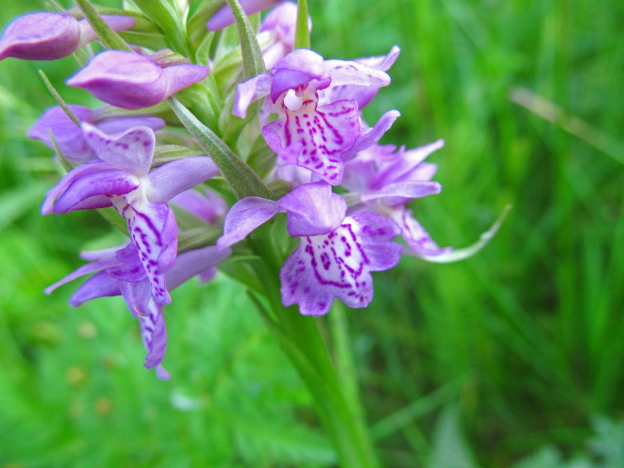 Клубни ятрышника пятнистого