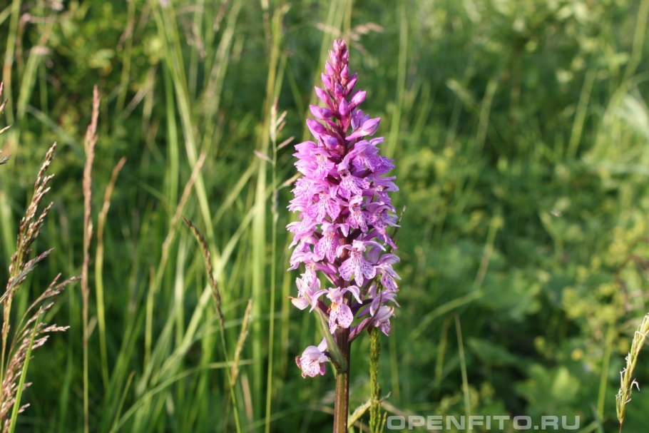 Ятрышник корень