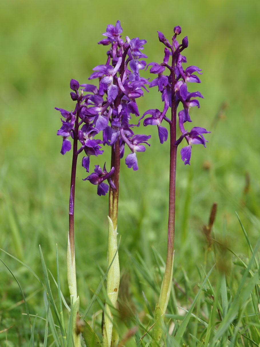 Ятрышник Пальчатокоренник пятнистый