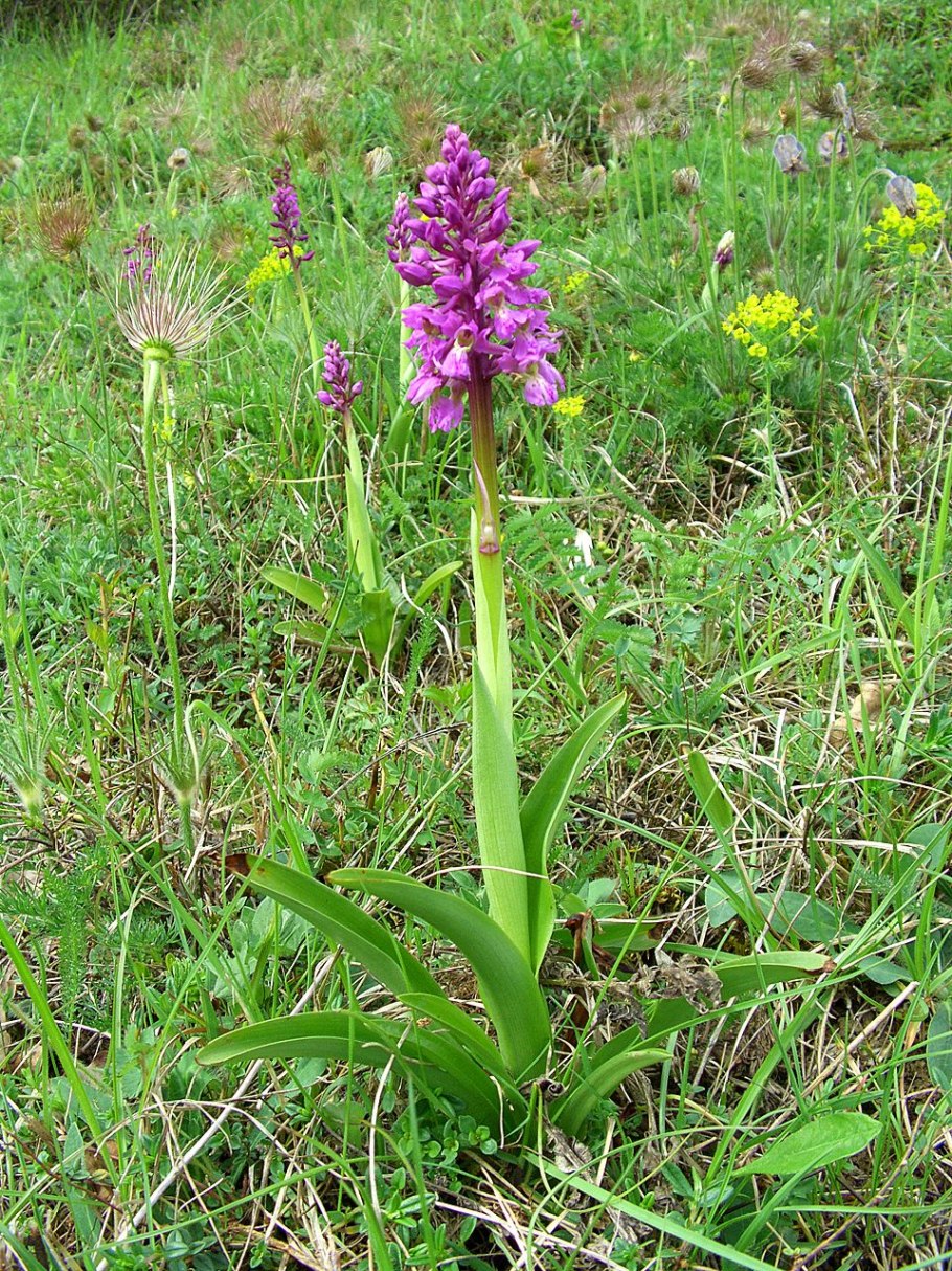 Ятрышник мужской - Orchis mascula (l.) l.