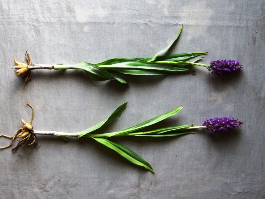 Трава ятрышник