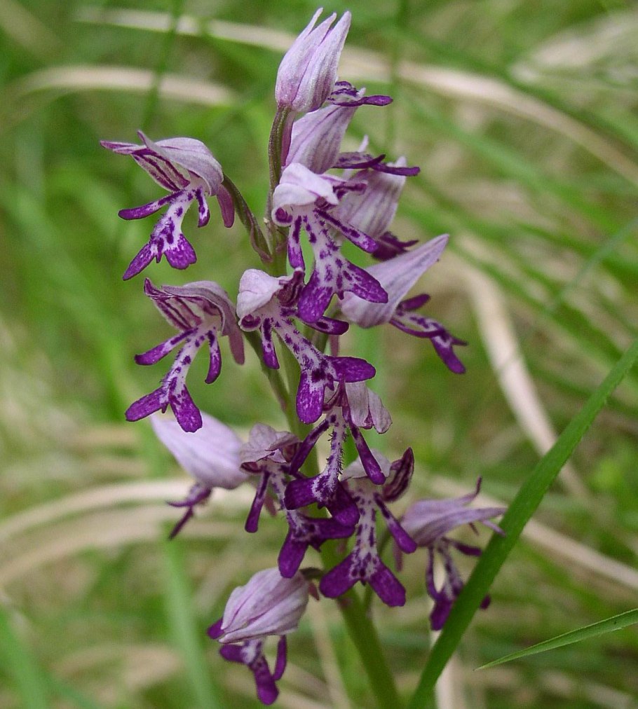 Ятрышник мужской кавказский