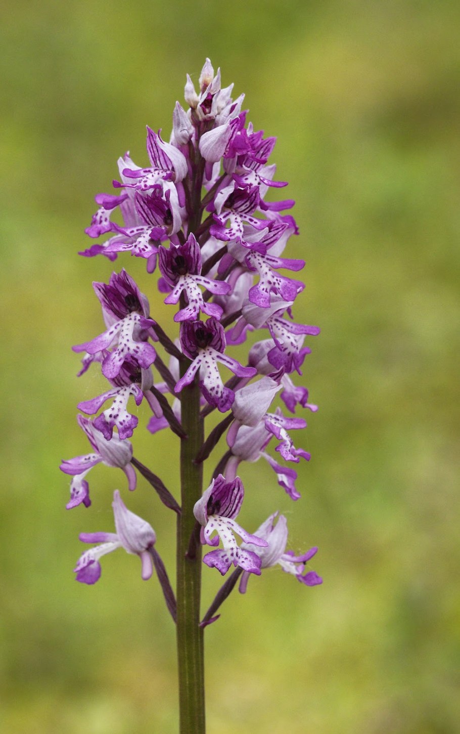 Северная орхидея ятрышник пятнистый