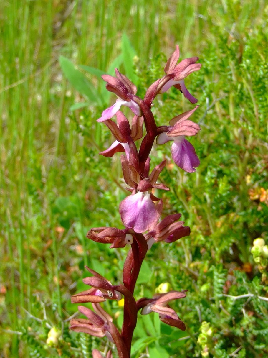 Пальчатокоренник пятнистый