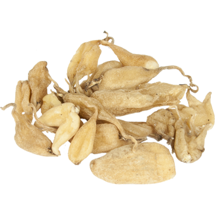 Ятрышник салеп