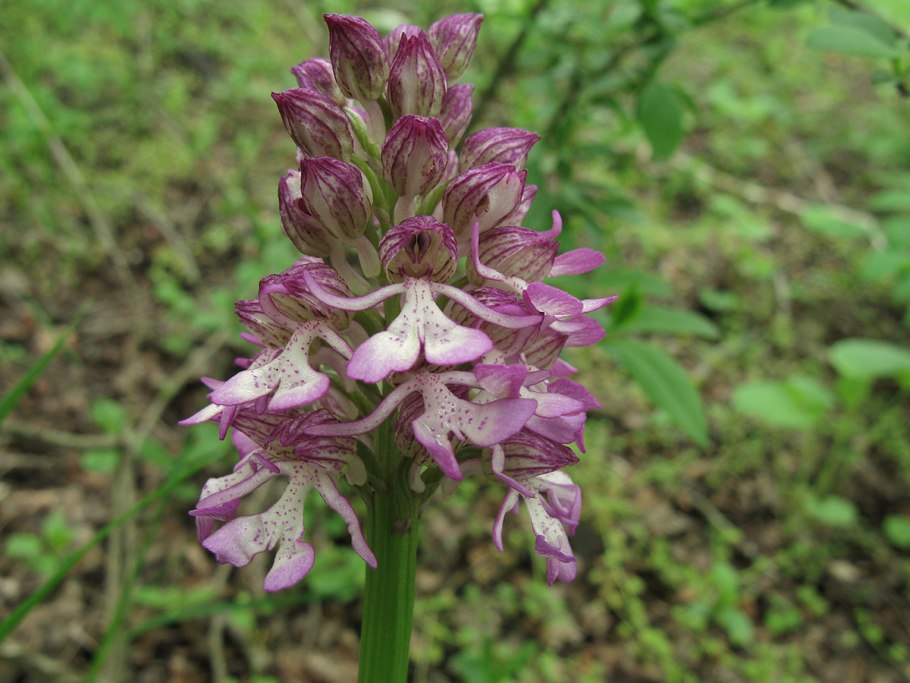 Ятрышник пурпурный (orchis purpurea)