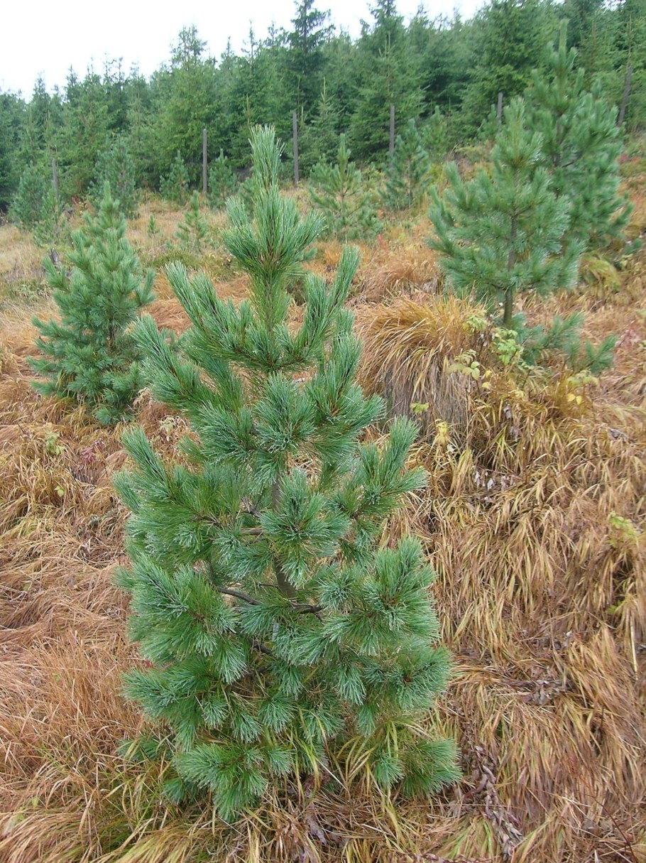 Сосна Сибирская кедр