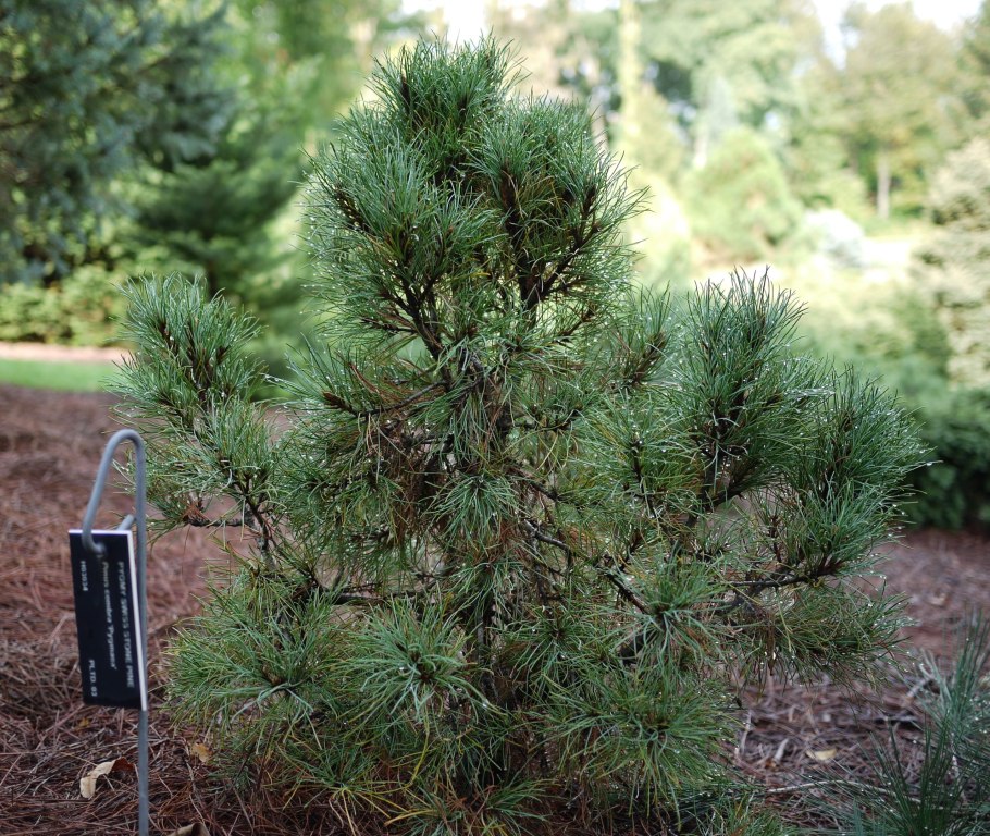 Сосна Кедровая европейская Pinus Cembra