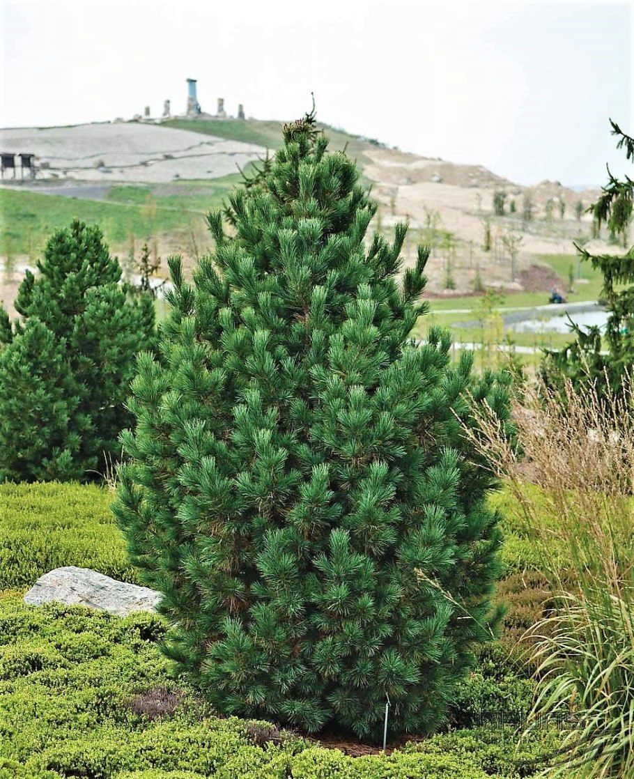 Сосна кедровая европейская глаука