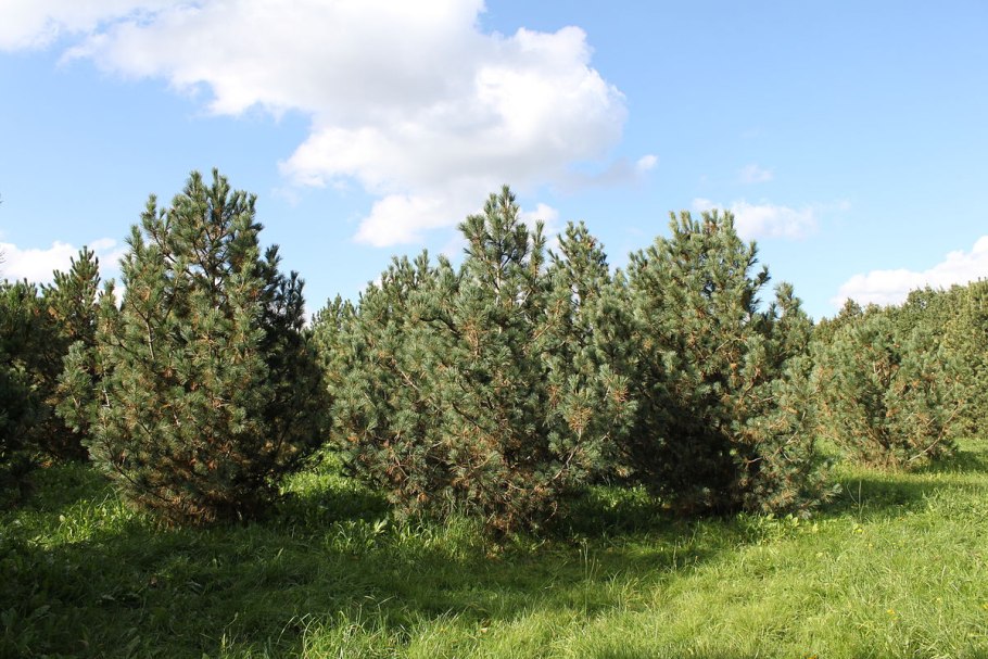 Сосна Кедровая Глаука