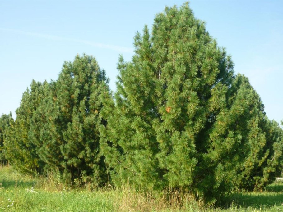 Сосна кедровая европейская (pinus cembra)