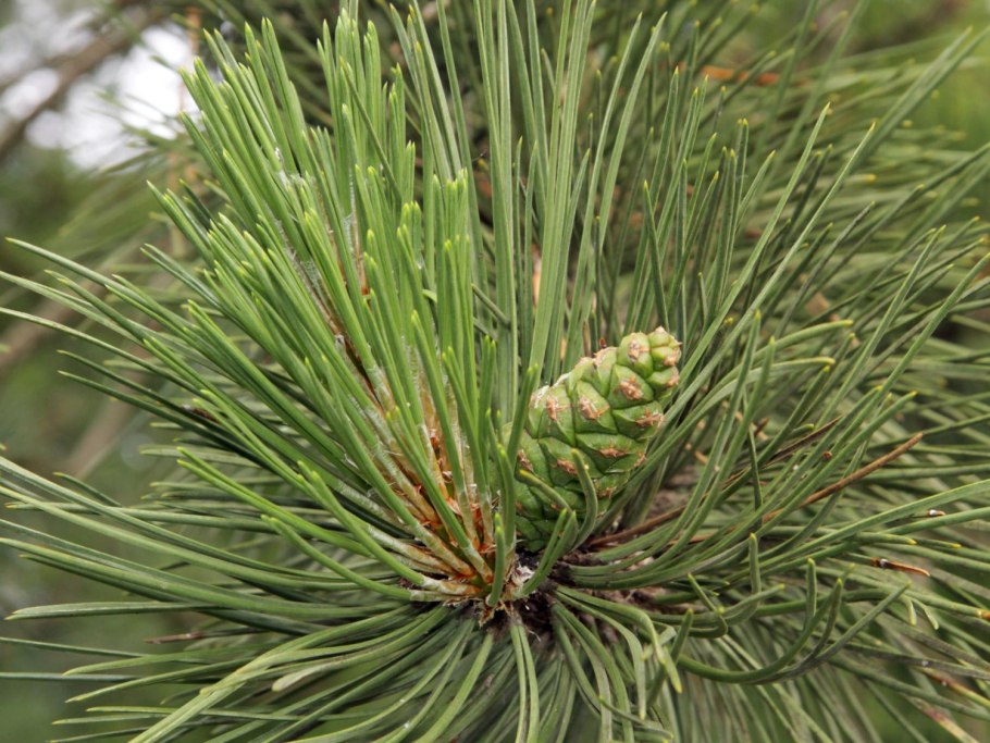 Сосна Кедровая Pinus Cembra
