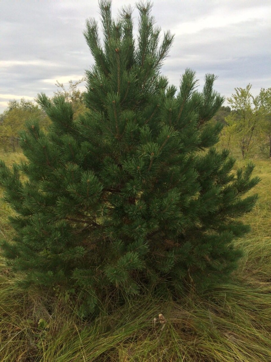 Сосна Эльдарская