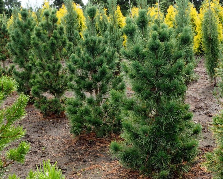 Сосна Кедровая Глаука