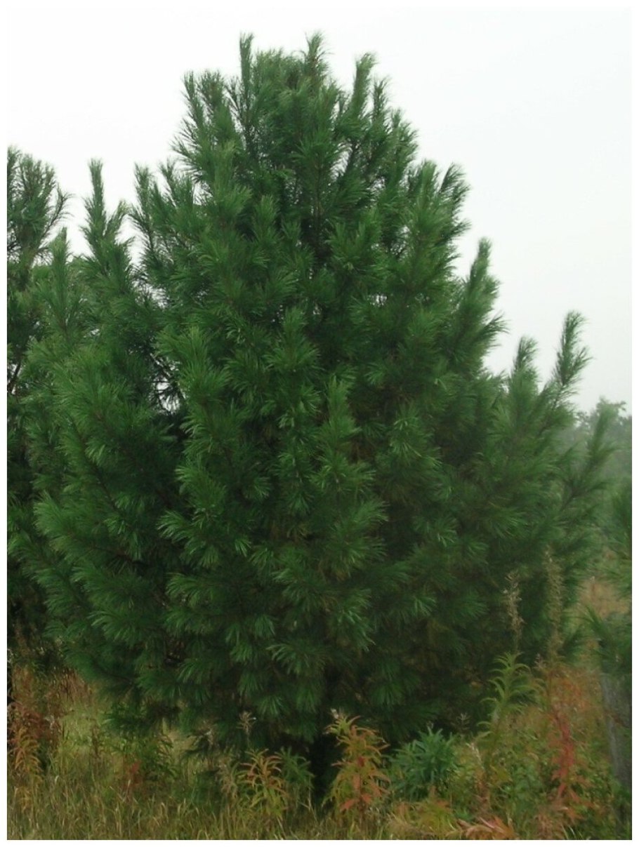 Сосна кедровая  пинус сибирика