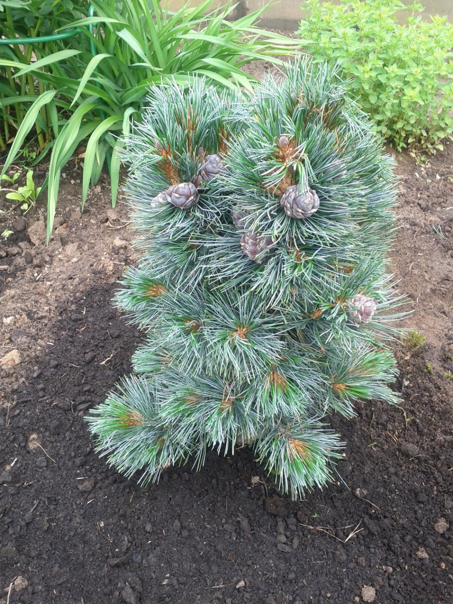 Сосна pinus cembra