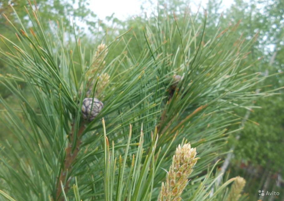 Сосна сибирская кедровая