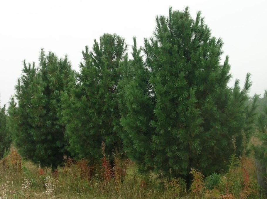 Кедр сибирский pinus sibirica