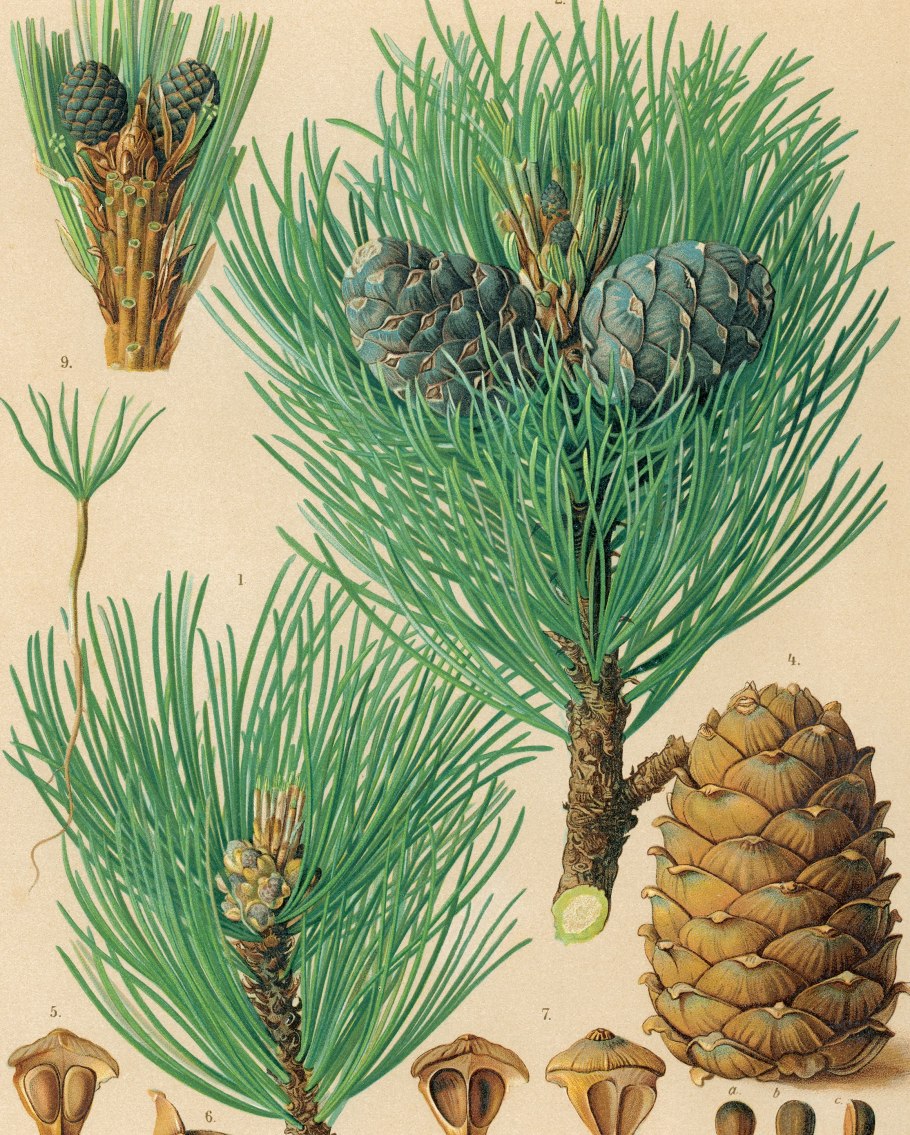 Кедр сосна корейская