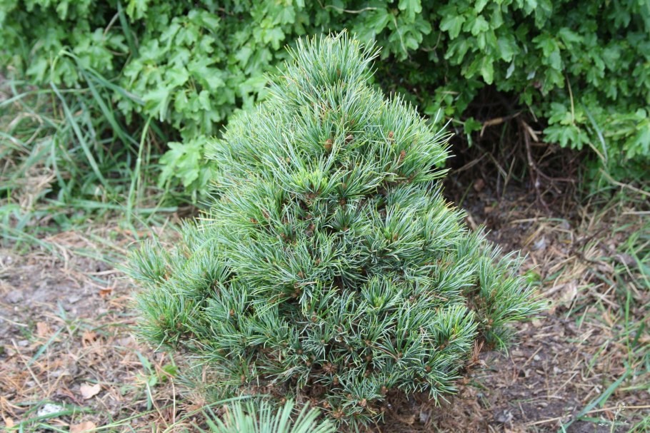 Сосна кедровая pinus cembra