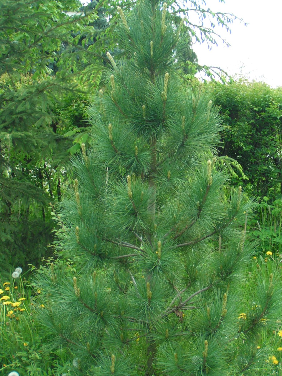 Сосна кедровая румелийская