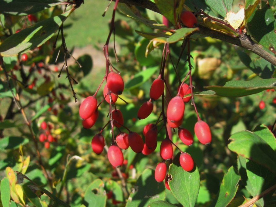 Барбарис грузинский