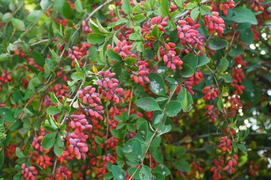 Барбарис обыкновенный высота