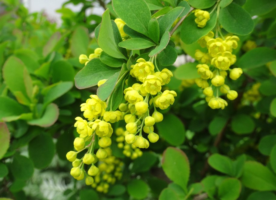 Барбарис обыкновенный berberis vulgaris