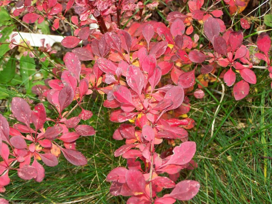 Барбарис ауреомаргината