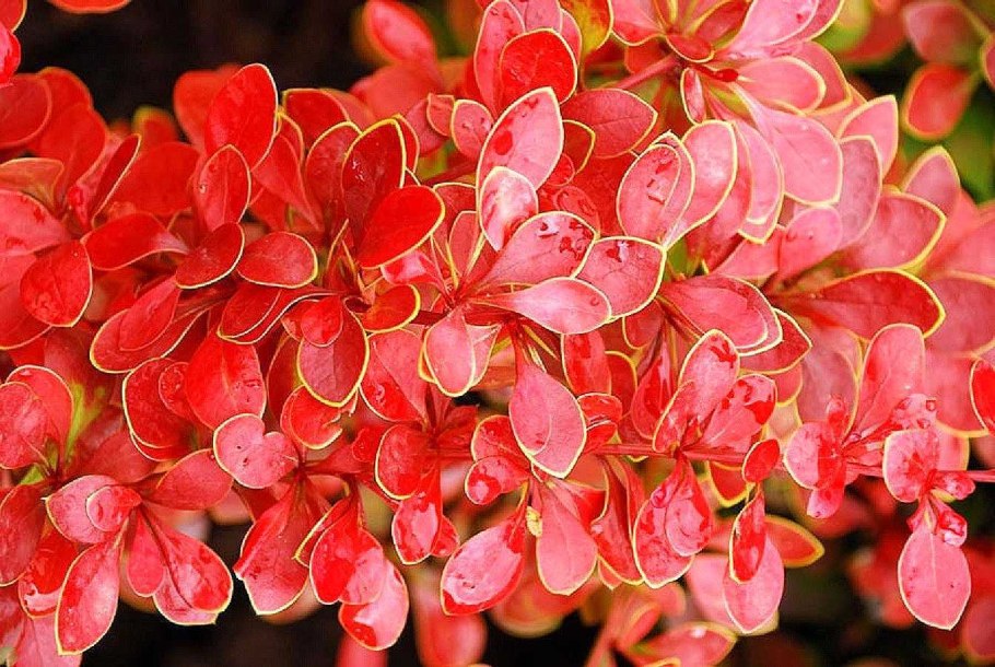 Барбарис тунберга коралл