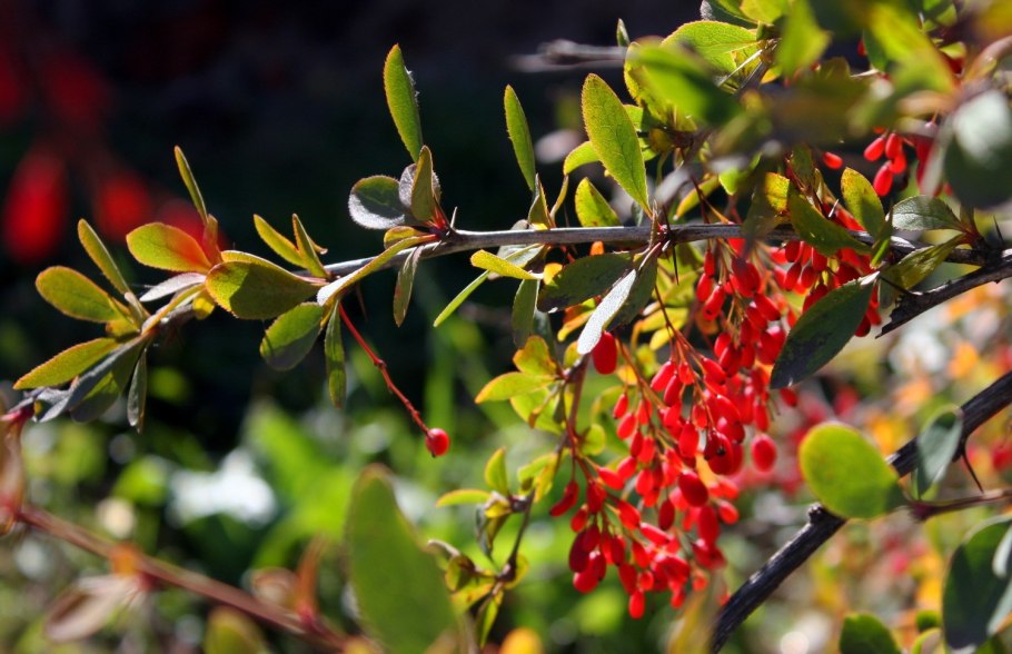 Барбарис обыкновенный berberis vulgaris