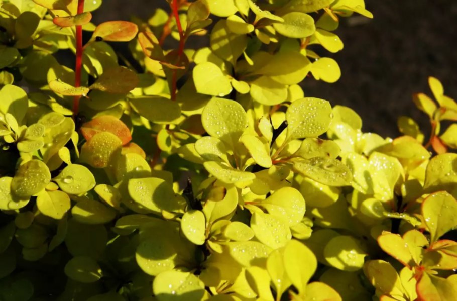 Барбарис тунберга ауреа