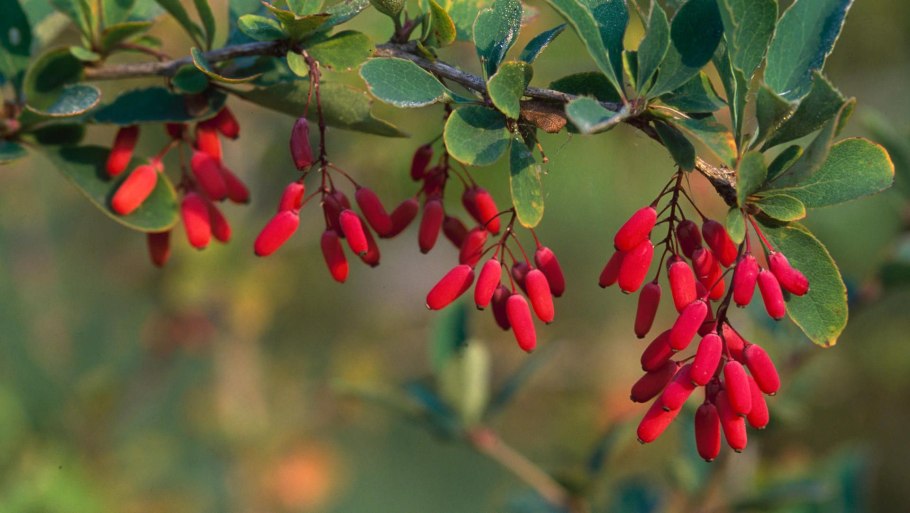 Барбарис обыкновенный (berberis vulgaris l.)