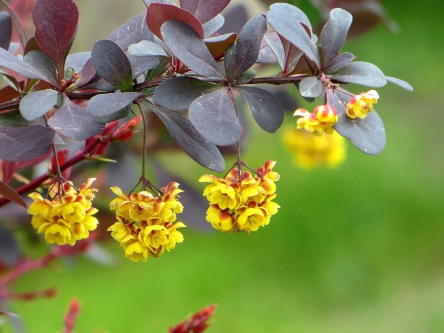 Барбарис оттавский